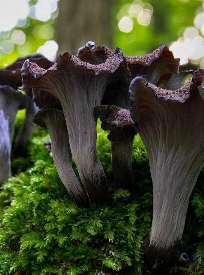 Crne trube Crne trube