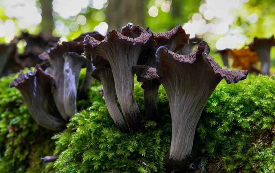 Crne trube Crne trube