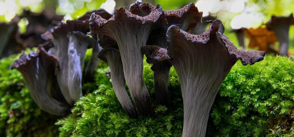 Crne trube Crne trube