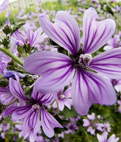 Crni Sljez Crni Sljez