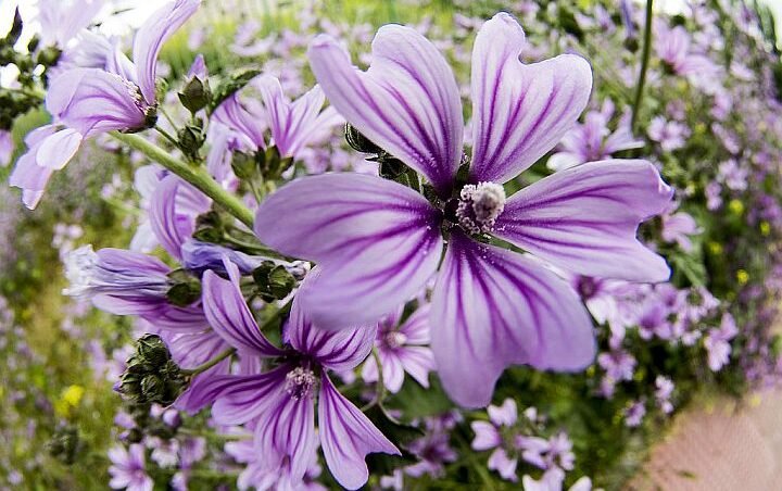 Crni Sljez Crni Sljez