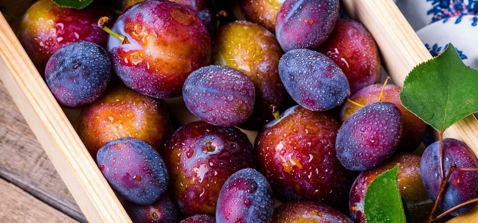 plums-1898196_1280 plums-1898196_1280