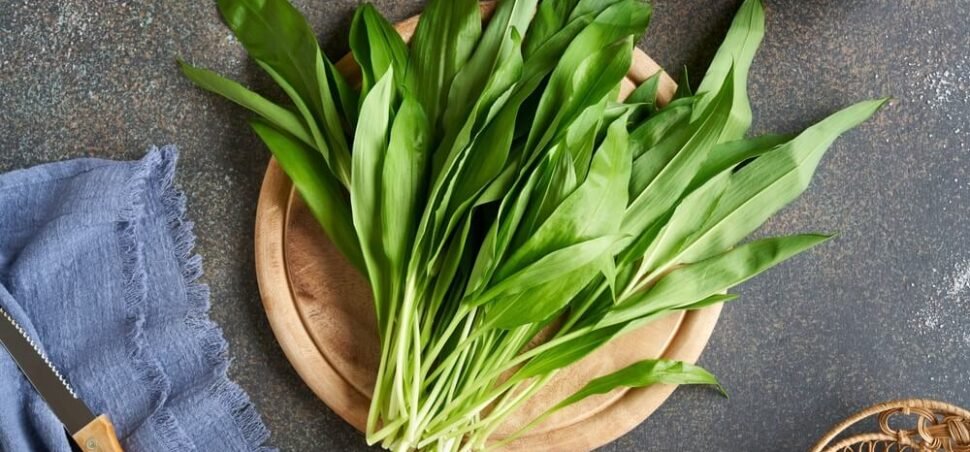 Medvjeđi luk Medvjeđi luk