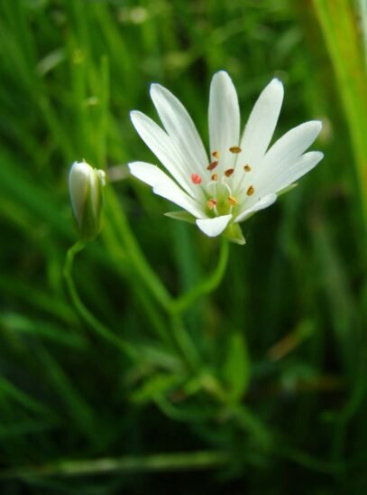 Mišjakinja Mišjakinja