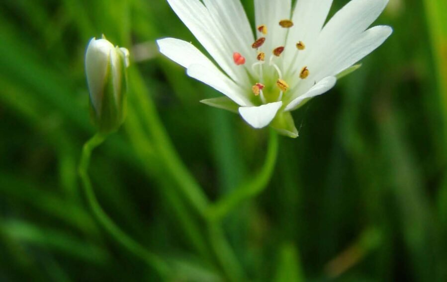 Mišjakinja Mišjakinja