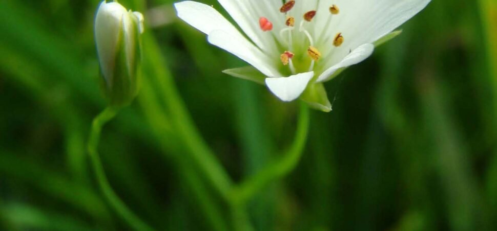 Mišjakinja Mišjakinja