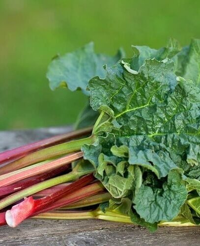 Rabarbara-1 Rabarbara-1