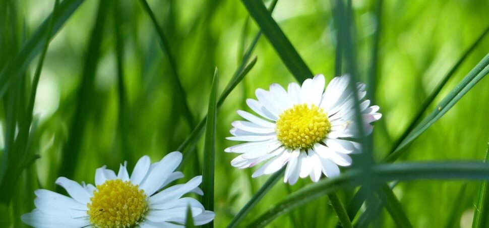 Tratinčica Tratinčica